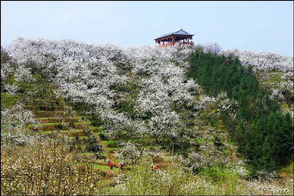 【春天，广西桂林灌阳县向您发出邀请！】我们在灌阳看梨花 - 游山玩水 - 河源生活社区 - 河源28生活网 heyuan.28life.net