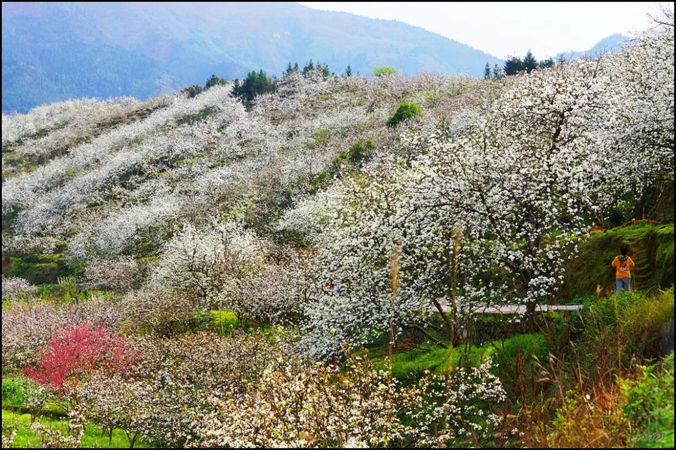 【春天，广西桂林灌阳县向您发出邀请！】我们在灌阳看梨花 - 游山玩水 - 河源生活社区 - 河源28生活网 heyuan.28life.net