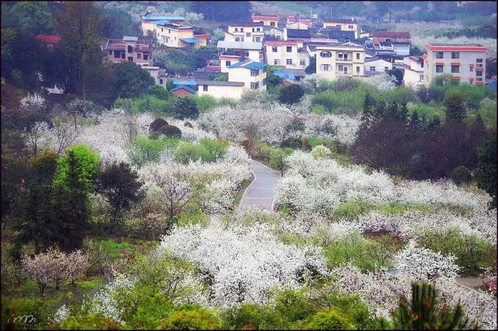 【春天，广西桂林灌阳县向您发出邀请！】我们在灌阳看梨花 - 游山玩水 - 河源生活社区 - 河源28生活网 heyuan.28life.net