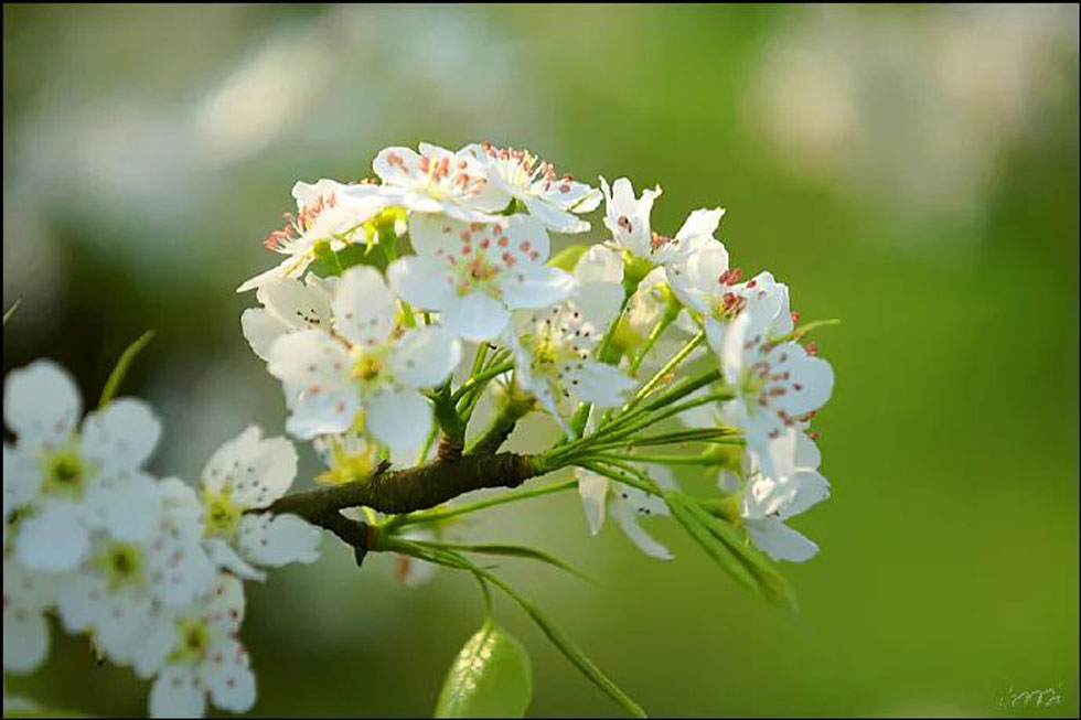 【春天，广西桂林灌阳县向您发出邀请！】我们在灌阳看梨花 - 游山玩水 - 河源生活社区 - 河源28生活网 heyuan.28life.net