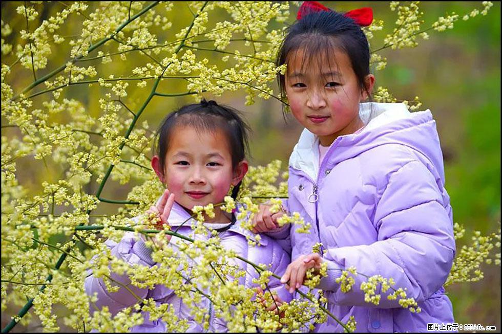 【春天，广西桂林灌阳县向您发出邀请！】米珠山前有片山苍子花在飘香 - 游山玩水 - 河源生活社区 - 河源28生活网 heyuan.28life.net