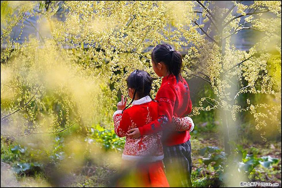 【春天，广西桂林灌阳县向您发出邀请！】米珠山前有片山苍子花在飘香 - 游山玩水 - 河源生活社区 - 河源28生活网 heyuan.28life.net