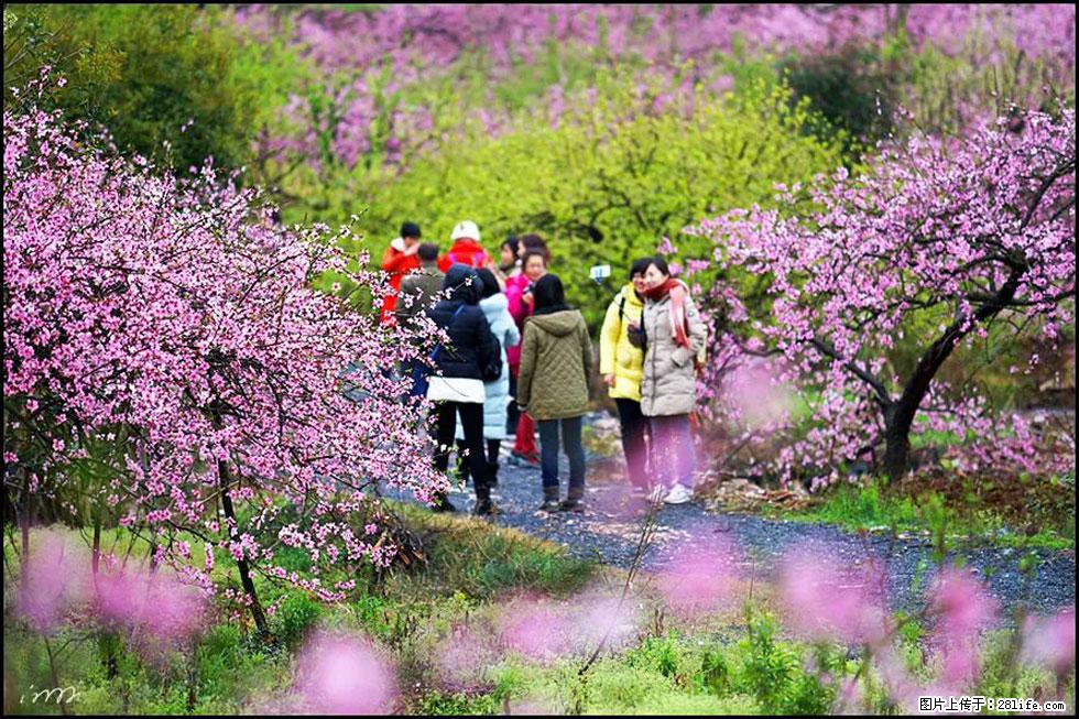 【春天，广西桂林灌阳县向您发出邀请！】官庄村有个醉美的桃花园 - 游山玩水 - 河源生活社区 - 河源28生活网 heyuan.28life.net