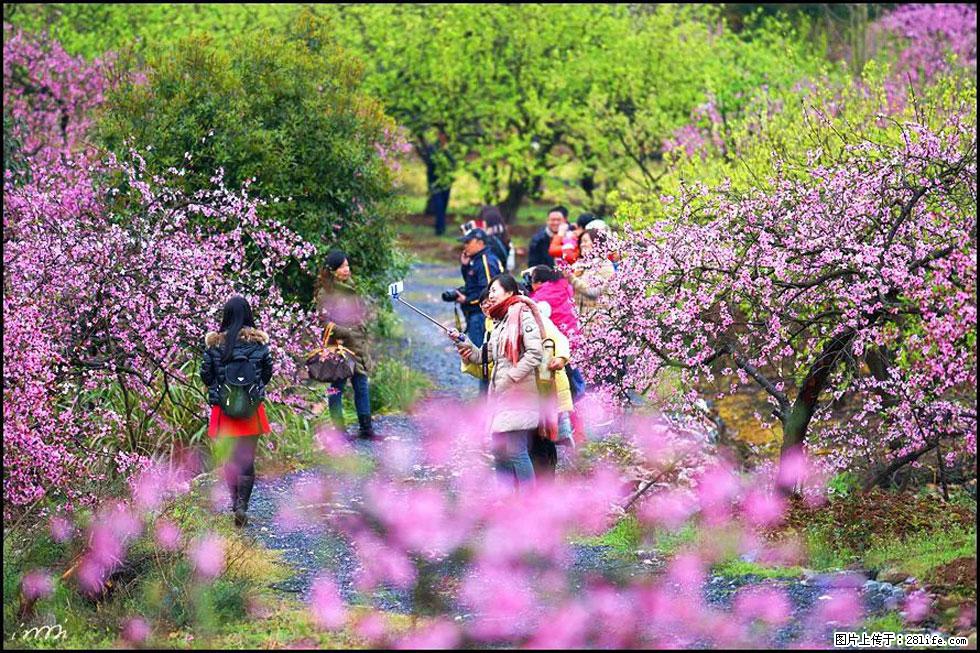 【春天，广西桂林灌阳县向您发出邀请！】官庄村有个醉美的桃花园 - 游山玩水 - 河源生活社区 - 河源28生活网 heyuan.28life.net