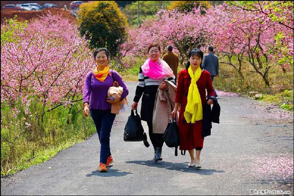 【春天，广西桂林灌阳县向您发出邀请！】官庄村有个醉美的桃花园 - 游山玩水 - 河源生活社区 - 河源28生活网 heyuan.28life.net