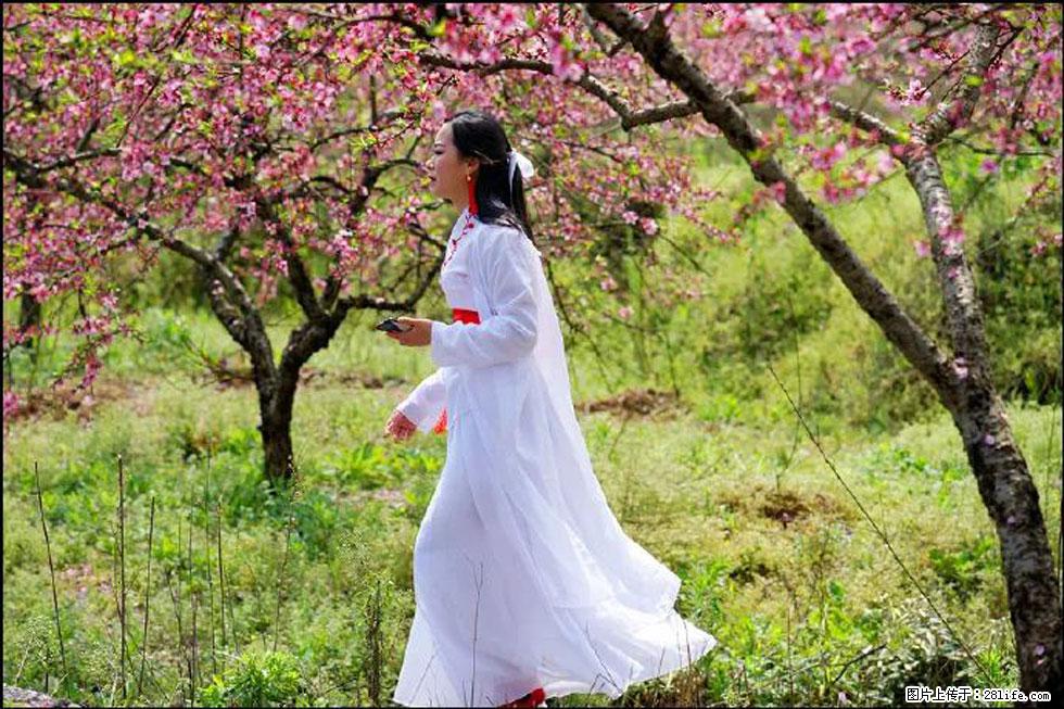 【春天，广西桂林灌阳县向您发出邀请！】官庄村有个醉美的桃花园 - 游山玩水 - 河源生活社区 - 河源28生活网 heyuan.28life.net