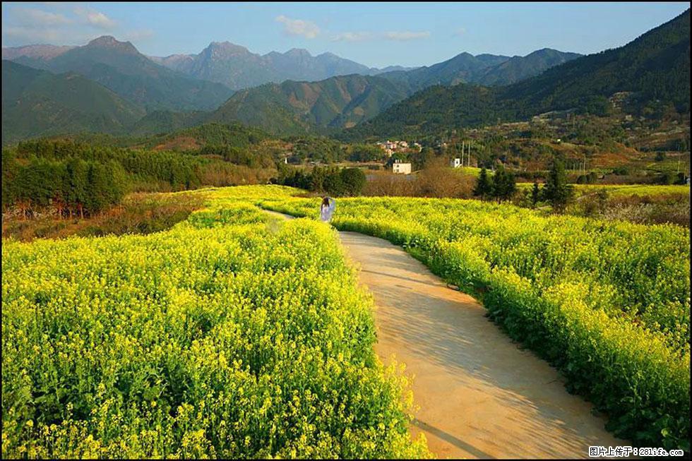【春天，广西桂林灌阳县向您发出邀请！】长坪村油菜盛情花开 - 游山玩水 - 河源生活社区 - 河源28生活网 heyuan.28life.net