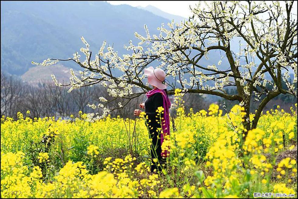【春天，广西桂林灌阳县向您发出邀请！】长坪村油菜盛情花开 - 游山玩水 - 河源生活社区 - 河源28生活网 heyuan.28life.net