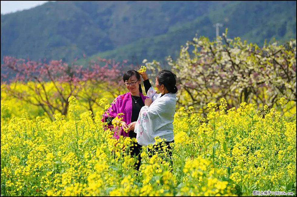 【春天，广西桂林灌阳县向您发出邀请！】长坪村油菜盛情花开 - 游山玩水 - 河源生活社区 - 河源28生活网 heyuan.28life.net