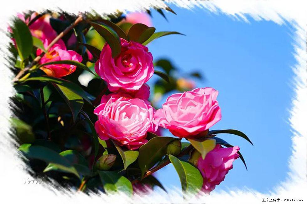 【春天，广西桂林灌阳县向您发出邀请！】杨柳井茶花惹人爱 - 游山玩水 - 河源生活社区 - 河源28生活网 heyuan.28life.net