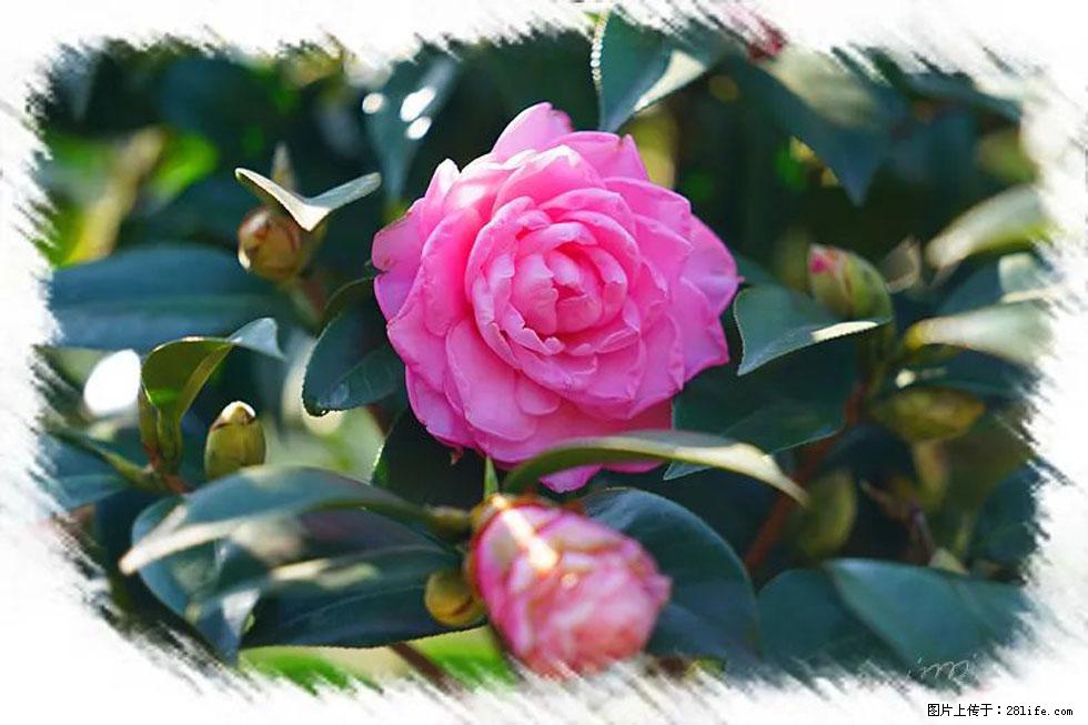 【春天，广西桂林灌阳县向您发出邀请！】杨柳井茶花惹人爱 - 游山玩水 - 河源生活社区 - 河源28生活网 heyuan.28life.net