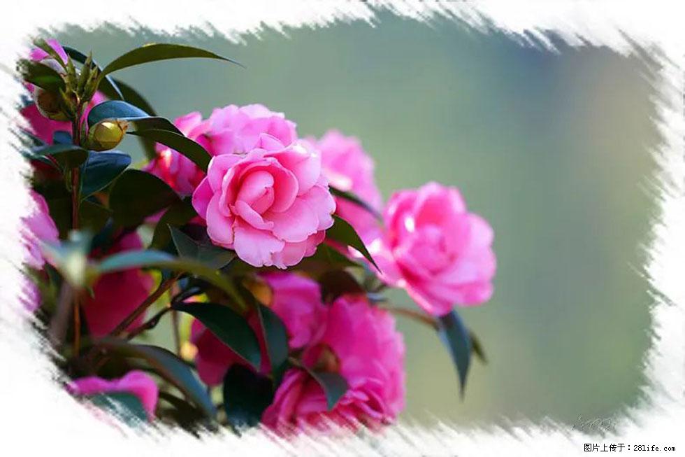 【春天，广西桂林灌阳县向您发出邀请！】杨柳井茶花惹人爱 - 游山玩水 - 河源生活社区 - 河源28生活网 heyuan.28life.net