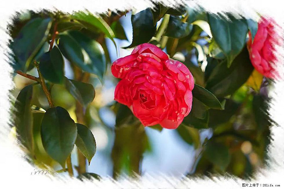 【春天，广西桂林灌阳县向您发出邀请！】杨柳井茶花惹人爱 - 游山玩水 - 河源生活社区 - 河源28生活网 heyuan.28life.net