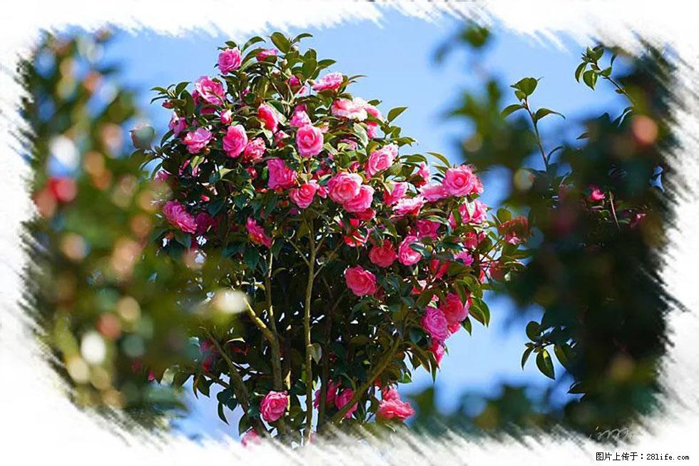 【春天，广西桂林灌阳县向您发出邀请！】杨柳井茶花惹人爱 - 游山玩水 - 河源生活社区 - 河源28生活网 heyuan.28life.net