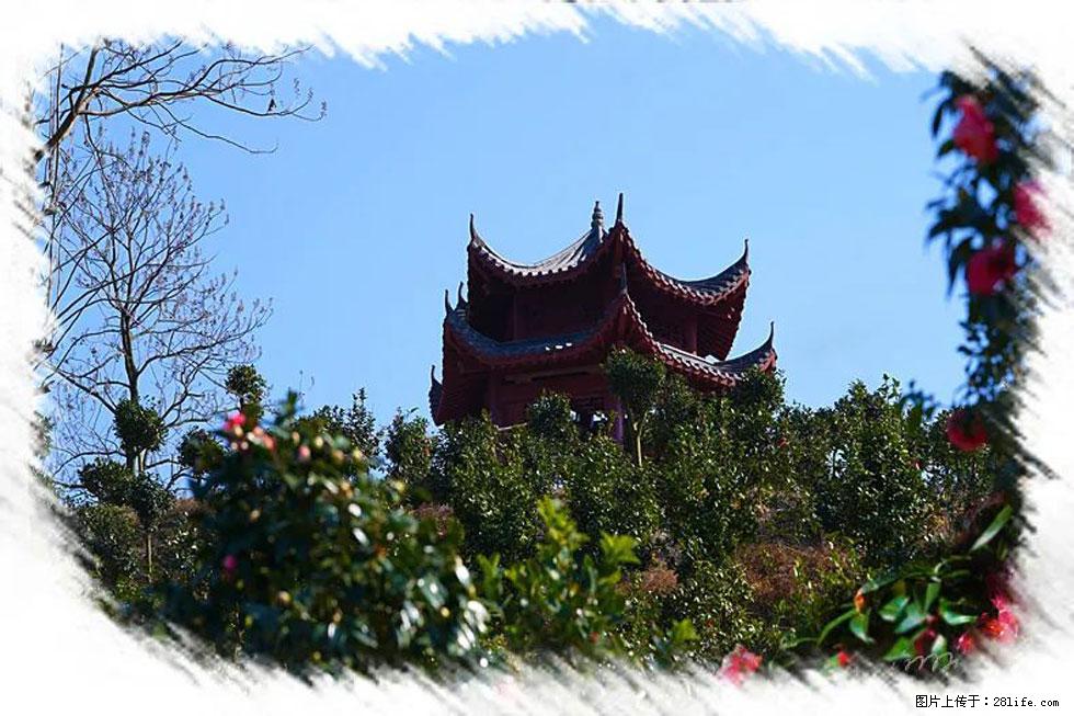 【春天，广西桂林灌阳县向您发出邀请！】杨柳井茶花惹人爱 - 游山玩水 - 河源生活社区 - 河源28生活网 heyuan.28life.net