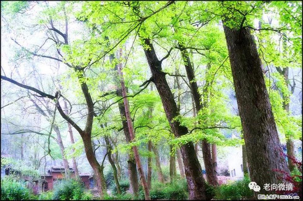 【春天，广西桂林灌阳县向您发出邀请！】在小龙村与春天约会 - 游山玩水 - 河源生活社区 - 河源28生活网 heyuan.28life.net