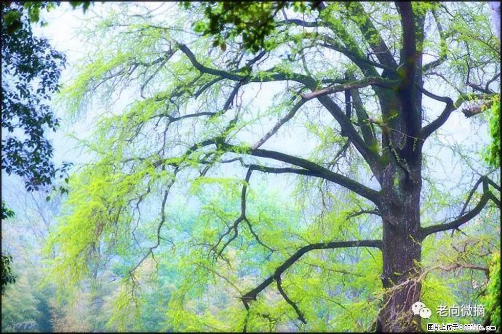 【春天，广西桂林灌阳县向您发出邀请！】在小龙村与春天约会 - 游山玩水 - 河源生活社区 - 河源28生活网 heyuan.28life.net