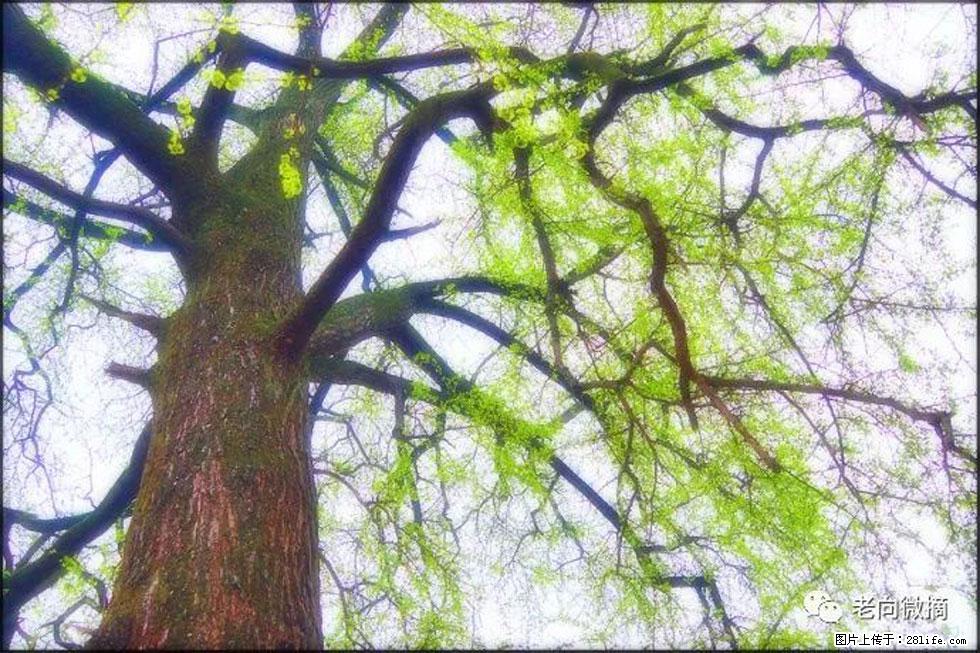 【春天，广西桂林灌阳县向您发出邀请！】在小龙村与春天约会 - 游山玩水 - 河源生活社区 - 河源28生活网 heyuan.28life.net