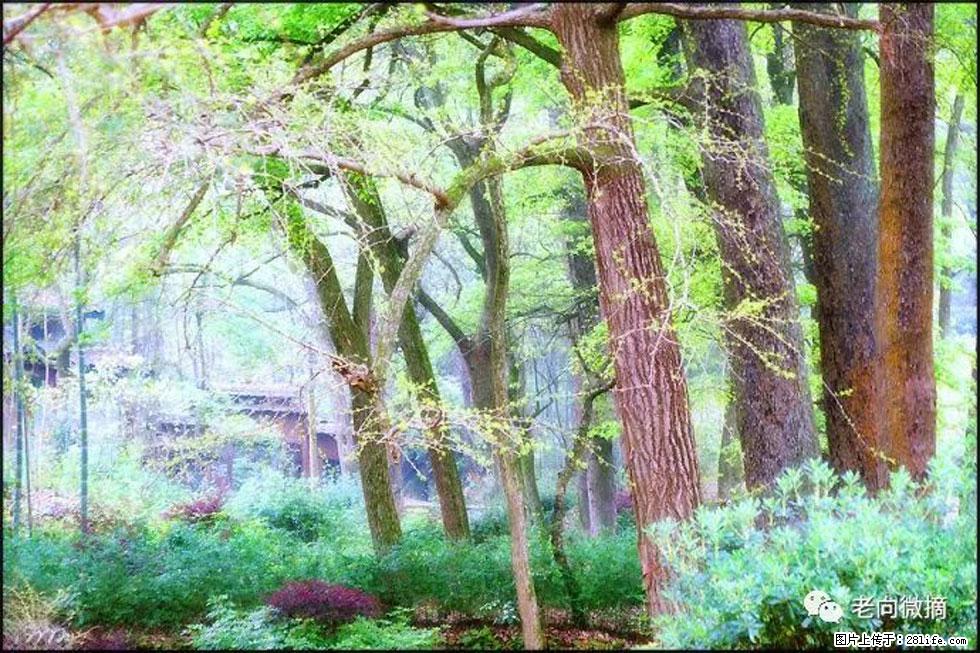 【春天，广西桂林灌阳县向您发出邀请！】在小龙村与春天约会 - 游山玩水 - 河源生活社区 - 河源28生活网 heyuan.28life.net