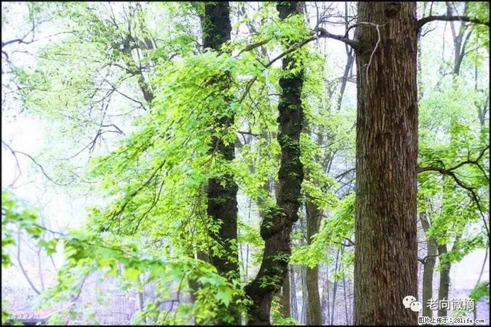 【春天，广西桂林灌阳县向您发出邀请！】在小龙村与春天约会 - 游山玩水 - 河源生活社区 - 河源28生活网 heyuan.28life.net