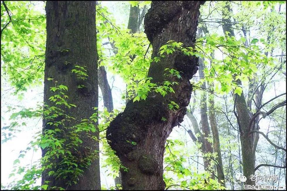 【春天，广西桂林灌阳县向您发出邀请！】在小龙村与春天约会 - 游山玩水 - 河源生活社区 - 河源28生活网 heyuan.28life.net