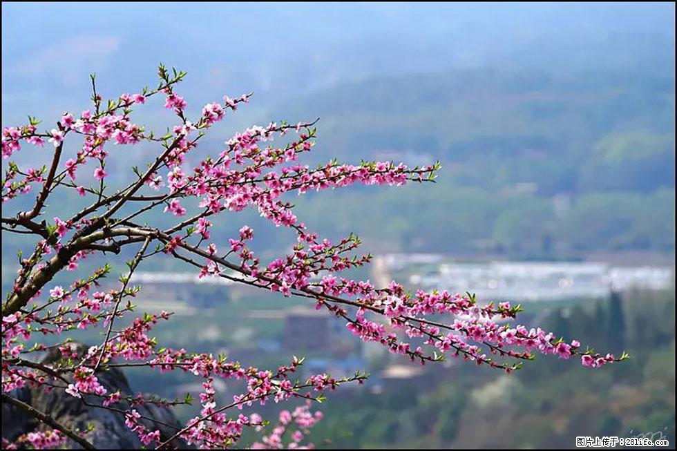 【春天，广西桂林灌阳县向您发出邀请！】望月岭上桃花开 - 游山玩水 - 河源生活社区 - 河源28生活网 heyuan.28life.net