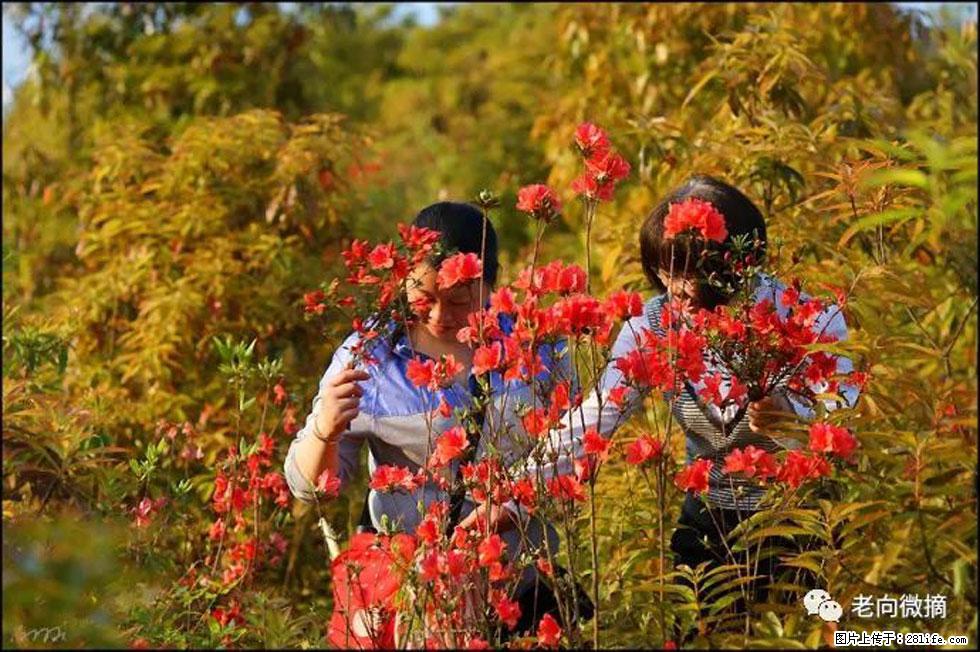 【春天，广西桂林灌阳县向您发出邀请！】登麒麟山，相约映山红 - 游山玩水 - 河源生活社区 - 河源28生活网 heyuan.28life.net