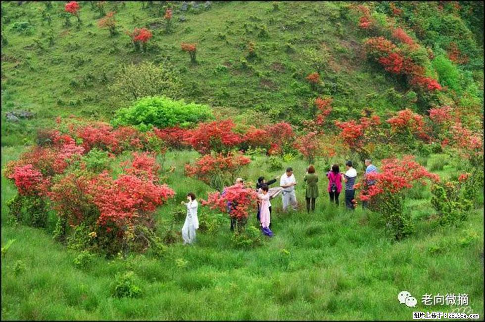 【春天，广西桂林灌阳县向您发出邀请！】宝盖山上映山红 - 游山玩水 - 河源生活社区 - 河源28生活网 heyuan.28life.net