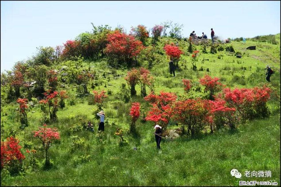 【春天，广西桂林灌阳县向您发出邀请！】宝盖山上映山红 - 游山玩水 - 河源生活社区 - 河源28生活网 heyuan.28life.net