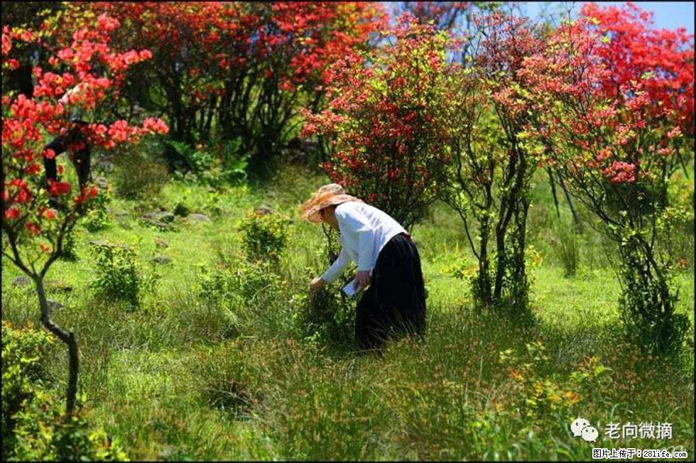 【春天，广西桂林灌阳县向您发出邀请！】宝盖山上映山红 - 游山玩水 - 河源生活社区 - 河源28生活网 heyuan.28life.net