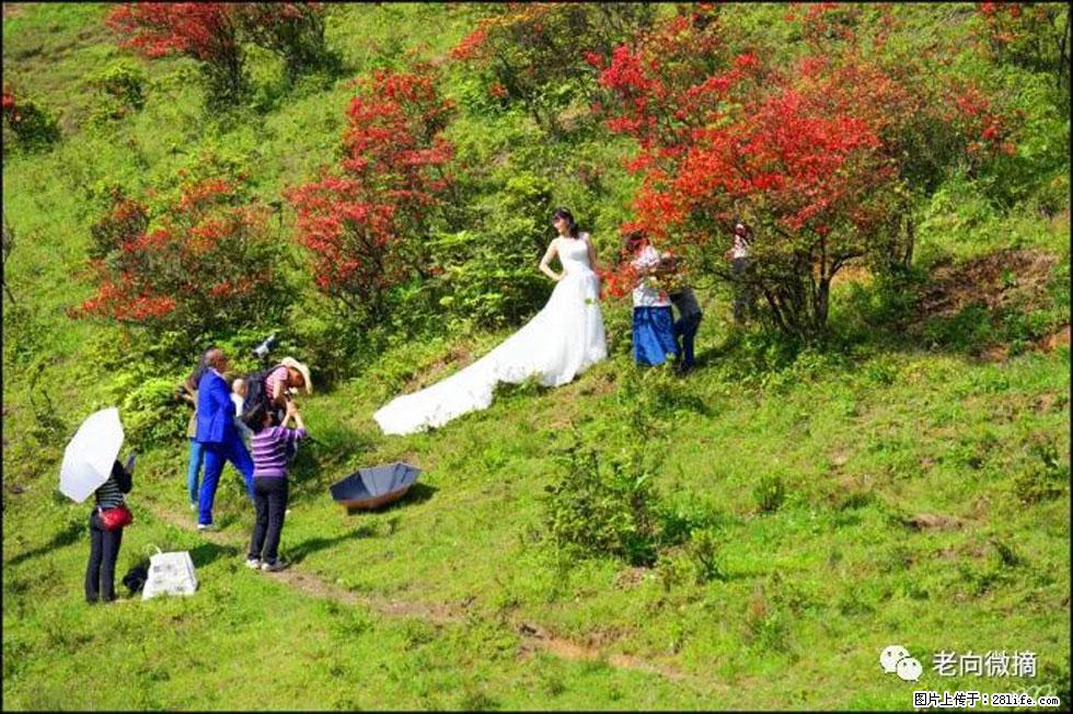 【春天，广西桂林灌阳县向您发出邀请！】宝盖山上映山红 - 游山玩水 - 河源生活社区 - 河源28生活网 heyuan.28life.net