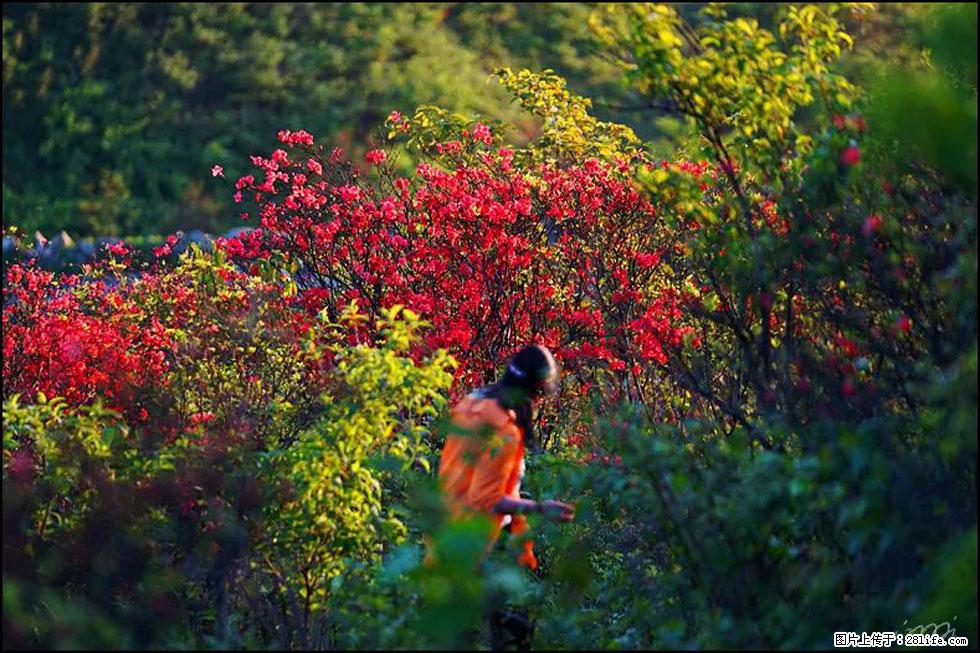 【春天，广西桂林灌阳县向您发出邀请！】春木界上映山红 - 游山玩水 - 河源生活社区 - 河源28生活网 heyuan.28life.net