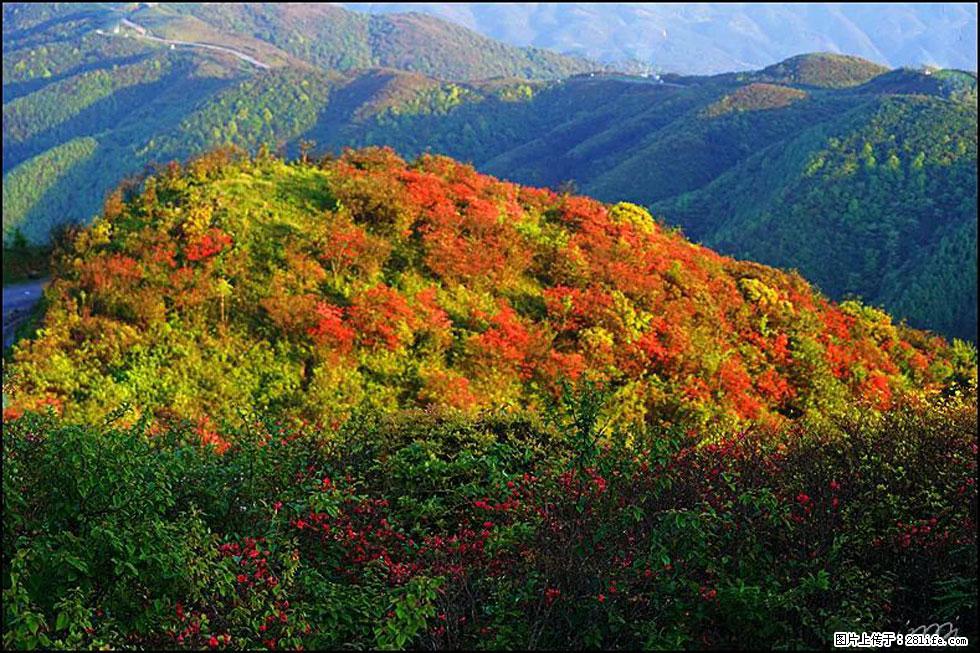 【春天，广西桂林灌阳县向您发出邀请！】春木界上映山红 - 游山玩水 - 河源生活社区 - 河源28生活网 heyuan.28life.net