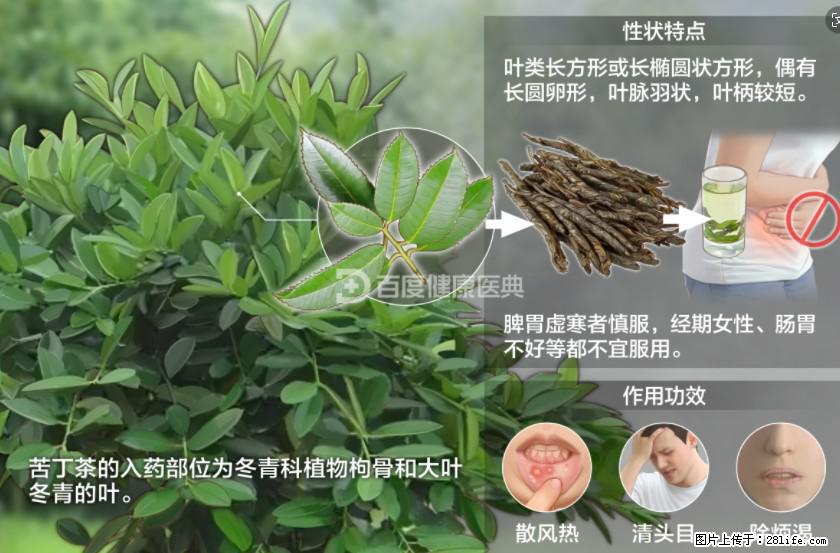 苦丁茶有哪些功效和作用 - 生活百科 - 河源生活社区 - 河源28生活网 heyuan.28life.net