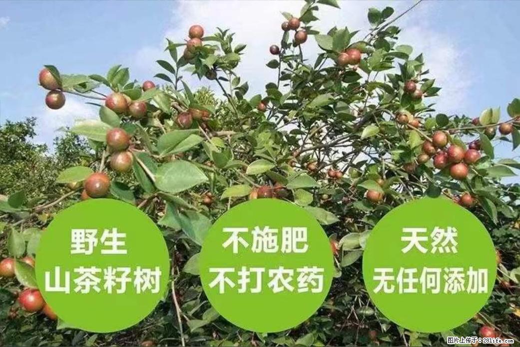【灌阳县油茶产业示范区】一个有着充实的精神生活的人，对待身外之物自会有一种淡泊的态度 - 土特产 - 饮食特产 - 河源分类信息 - 河源28生活网 heyuan.28life.net