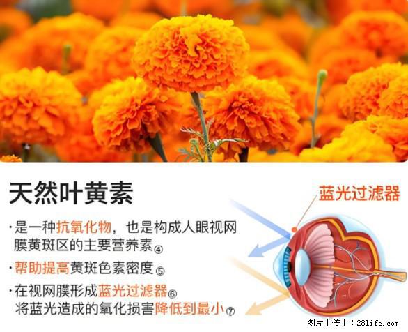 叶黄素有什么功效和作用 - 生活百科 - 河源生活社区 - 河源28生活网 heyuan.28life.net