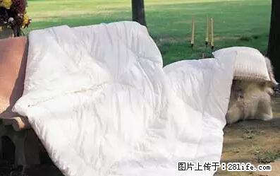 被子有异味？只要这样做，比晒太阳还强100倍！ - 家居生活 - 河源生活社区 - 河源28生活网 heyuan.28life.net
