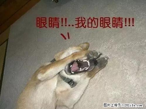 笑癫了！一女的怀孕三年未生，他终于忍不住了... - 娱乐八卦 - 河源生活社区 - 河源28生活网 heyuan.28life.net
