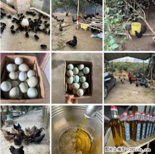 油茶园从小鸡仔开始养起的纯土鸡、土鸡蛋可以预定啦！还有前几天刚榨的纯山茶油哦 - 河源28生活网 heyuan.28life.net