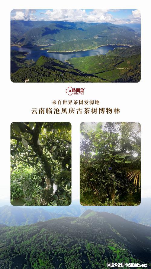 时间果百年古树2025年春红茶 - 购物交流 - 河源生活社区 - 河源28生活网 heyuan.28life.net
