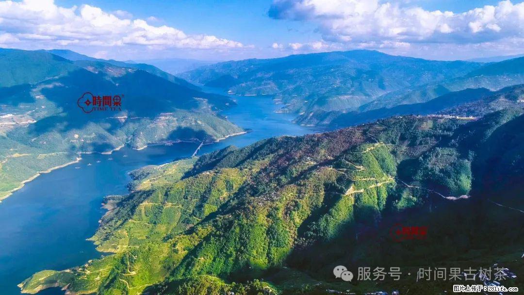时间果百年古树龙珠普洱生茶 - 购物交流 - 河源生活社区 - 河源28生活网 heyuan.28life.net