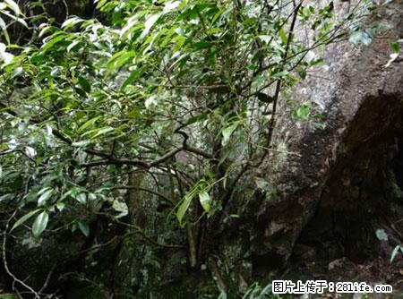平乐石崖茶，珍贵仅次于金花茶 - 河源生活资讯 - 河源28生活网 heyuan.28life.net