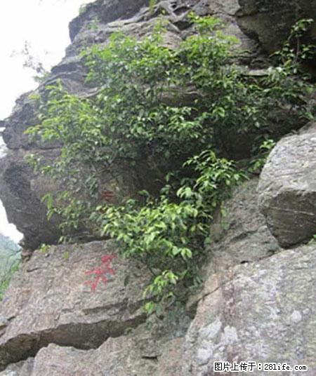 平乐石崖茶，珍贵仅次于金花茶 - 河源生活资讯 - 河源28生活网 heyuan.28life.net