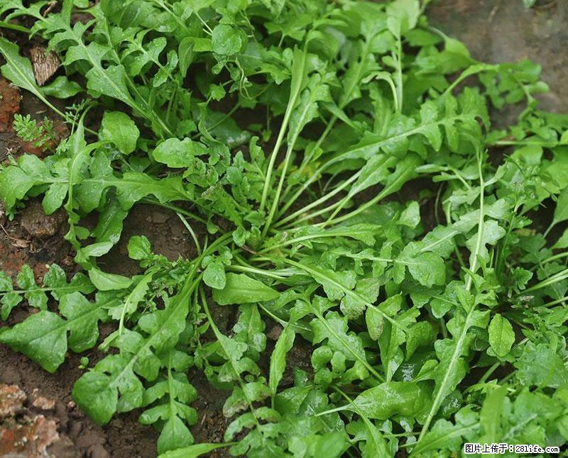 这些蔬菜是“天然钙片”，这6种被医生重点推荐 - 河源生活资讯 - 河源28生活网 heyuan.28life.net
