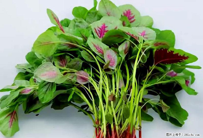 这些蔬菜是“天然钙片”，这6种被医生重点推荐 - 河源生活资讯 - 河源28生活网 heyuan.28life.net