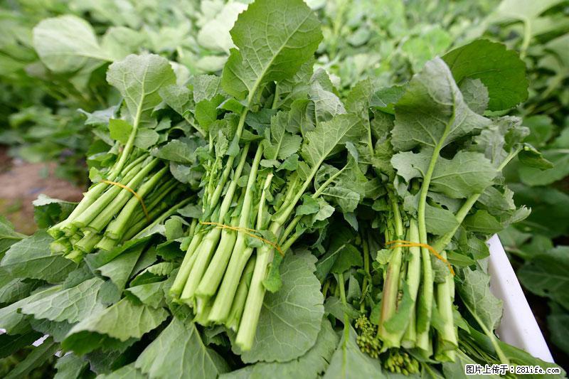 这些蔬菜是“天然钙片”，这6种被医生重点推荐 - 河源生活资讯 - 河源28生活网 heyuan.28life.net